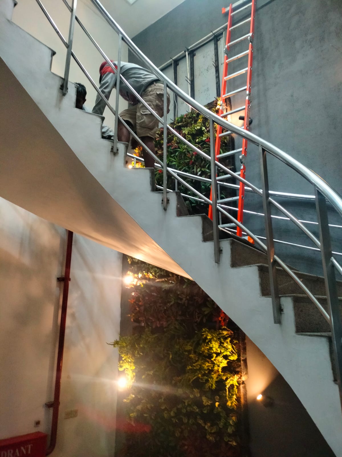 Taman